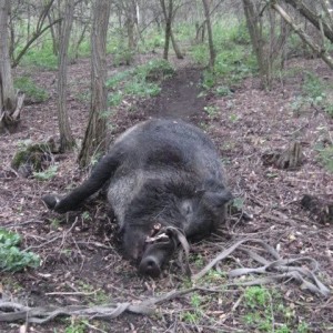 Wild Boar Hunting in Romania