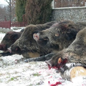 Wild Boar Hunting in Romania