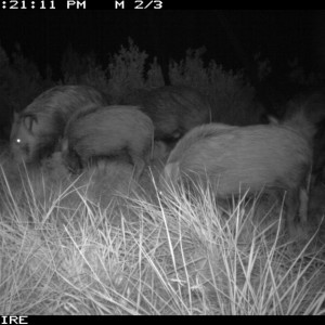 Trailcam photo of Bushpigs from one of our bait stations