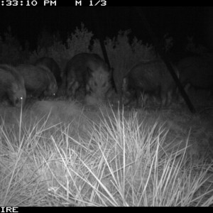 Trailcam photo of Bushpigs from one of our bait stations