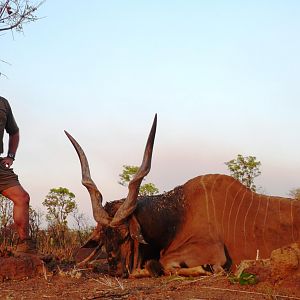 Old 49.5 inch Lord Derby Eland hunted in CAR