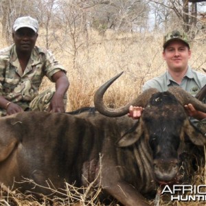 Blue Wildebeest Leeukop Safaris