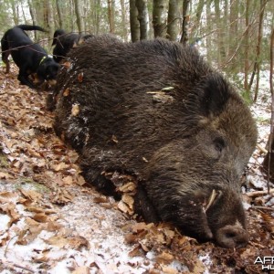 Boar Hunt in Romania