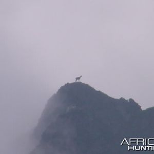 Carpathian Chamois in Romania