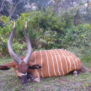 Bongo hunted in CAR