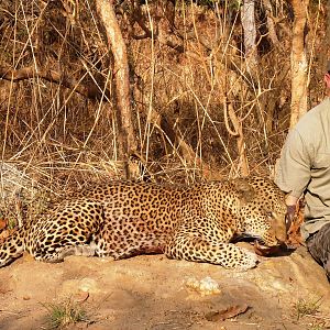 Hunting Leopard in Central African Republic