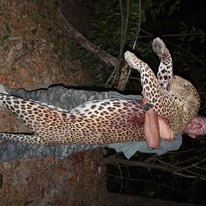 Hunting Leopard in Central African Republic