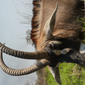 Hunting Roan in Central African Republic