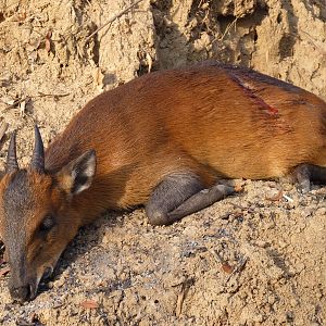 Hunting Red Flanked Duiker in Central African Republic