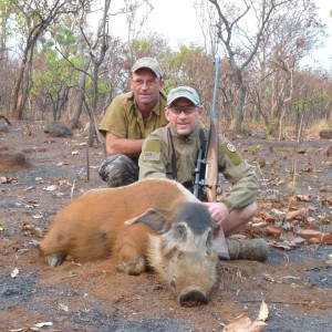 Hunting Red River Hog in Central African Republic