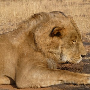 Hunting Lion in Central African Republic