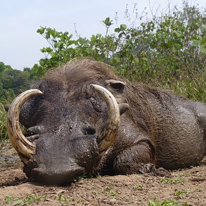 Hunting Warthog in Central African Republic