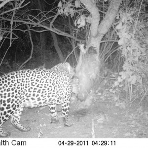 Leopard on bait