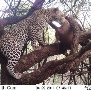 Leopard on bait