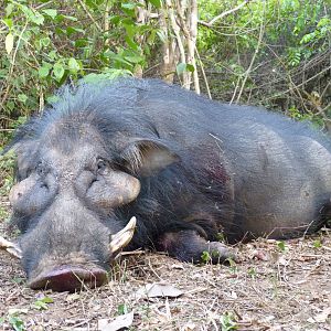 Hunting Giant Forest Hog in Central African Republic