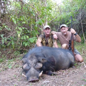 Hunting Giant Forest Hog in Central African Republic