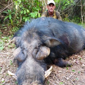 Hunting Giant Forest Hog in Central African Republic