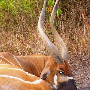 Hunting Bongo in Central African Republic