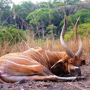 Hunting Bongo in Central African Republic