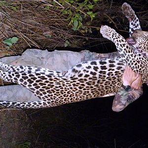 Hunting Leopard in Central African Republic