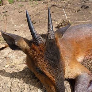 Hunting Red Flanked Duiker in CAR