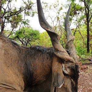 Hunting Lord Derby Eland in CAR