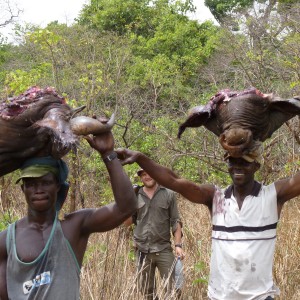 Hunting Buffalo in CAR