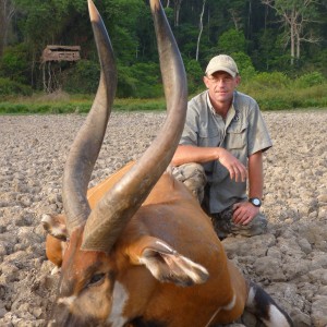 Bongo hunted in CAR