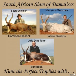 South African Slam of Damaliscs