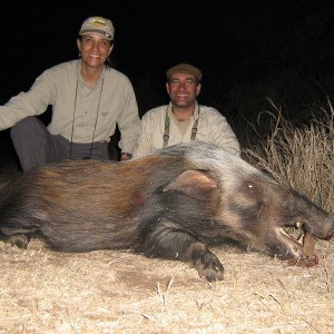 Hunting Bush Pig with Wintershoek Johnny Vivier Safaris in SA