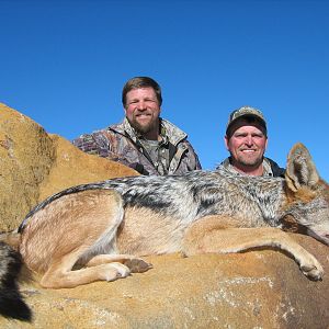 Hunting Jackal with Wintershoek Johnny Vivier Safaris in SA