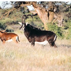 Sable Bull at Wintershoek Johnny Vivier Safaris in SA