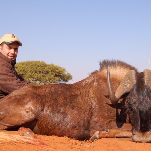 Hunting Black Wildebeest with Wintershoek Johnny Vivier Safaris in SA