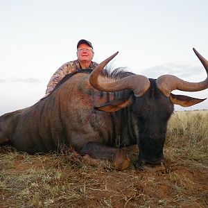 Hunting Blue Wildebeest with Wintershoek Johnny Vivier Safaris in SA