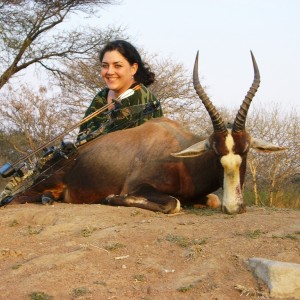 Bowhunting Blesbok