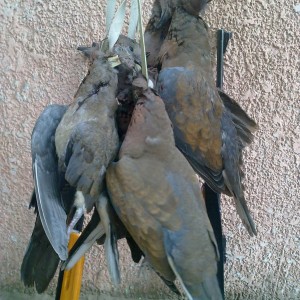 Hunting Doves in Egypt