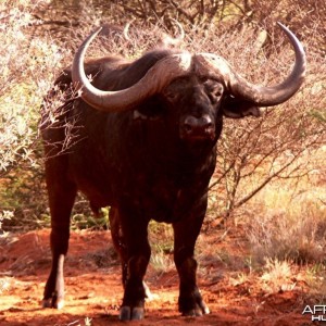 Buffalo Bull at Wintershoek Johnny Vivier Safaris in SA