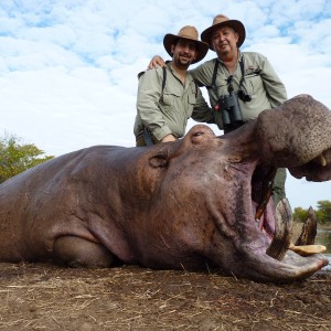 Hunting Hippo with Wintershoek Johnny Vivier Safaris in SA