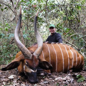 Magnificent 37 inch (94,5 cm) Bongo hunted in CAR