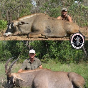 Two 27 inch Roan Bulls