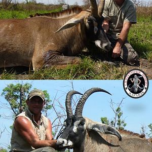 32 and 29 inch Roan Bulls