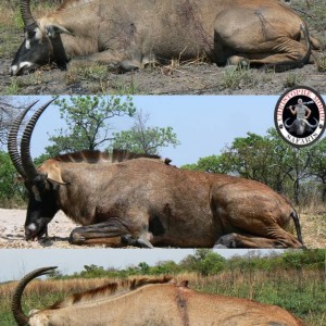 Hunting Roan Antelope