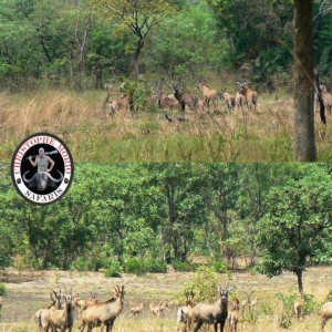 Herd of Roan Antelope, check out the bull...