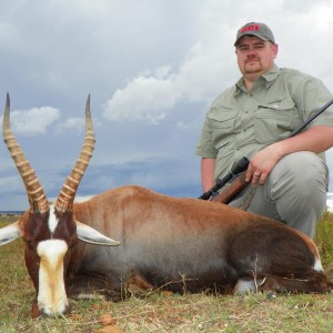 Hunting Blesbok