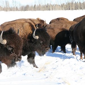 Bison Hunt