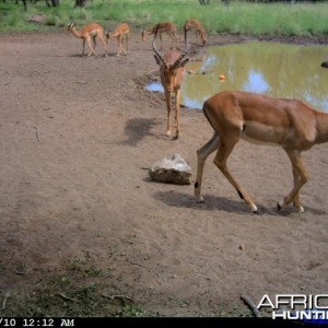 Impala