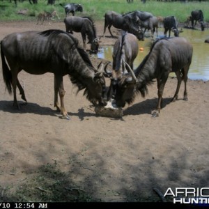 Blue Wildebeest