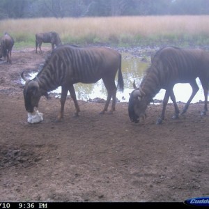 Blue Wildebeest