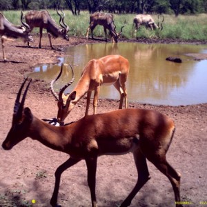 Impala