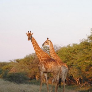 Giraffe South Africa